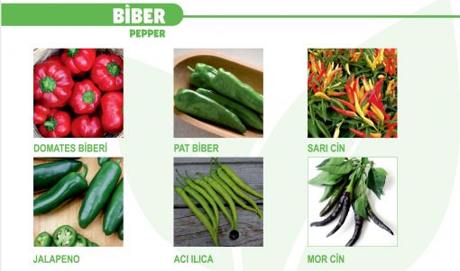 Biber1