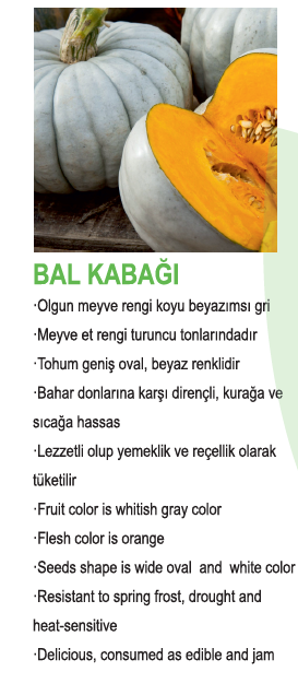 Bal Kabağı