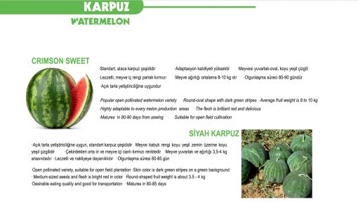 Karpuz