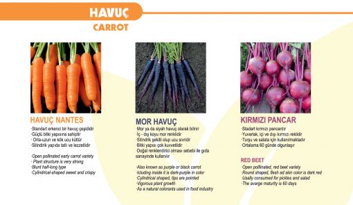 Havuç