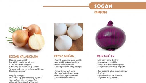 Soğan