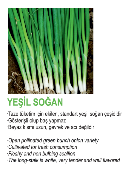 Soğan2