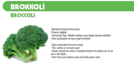Brokoli
